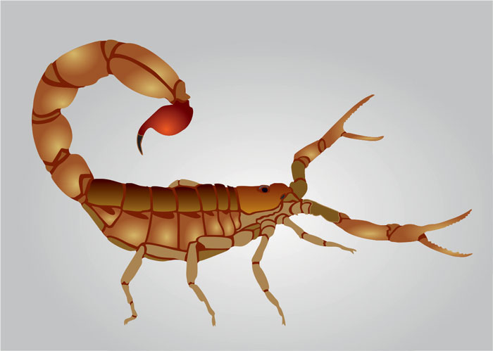 Indian Red Scorpion (Hottentotta Tamulus) Layers | Stencil Designs from Stencil Kingdom